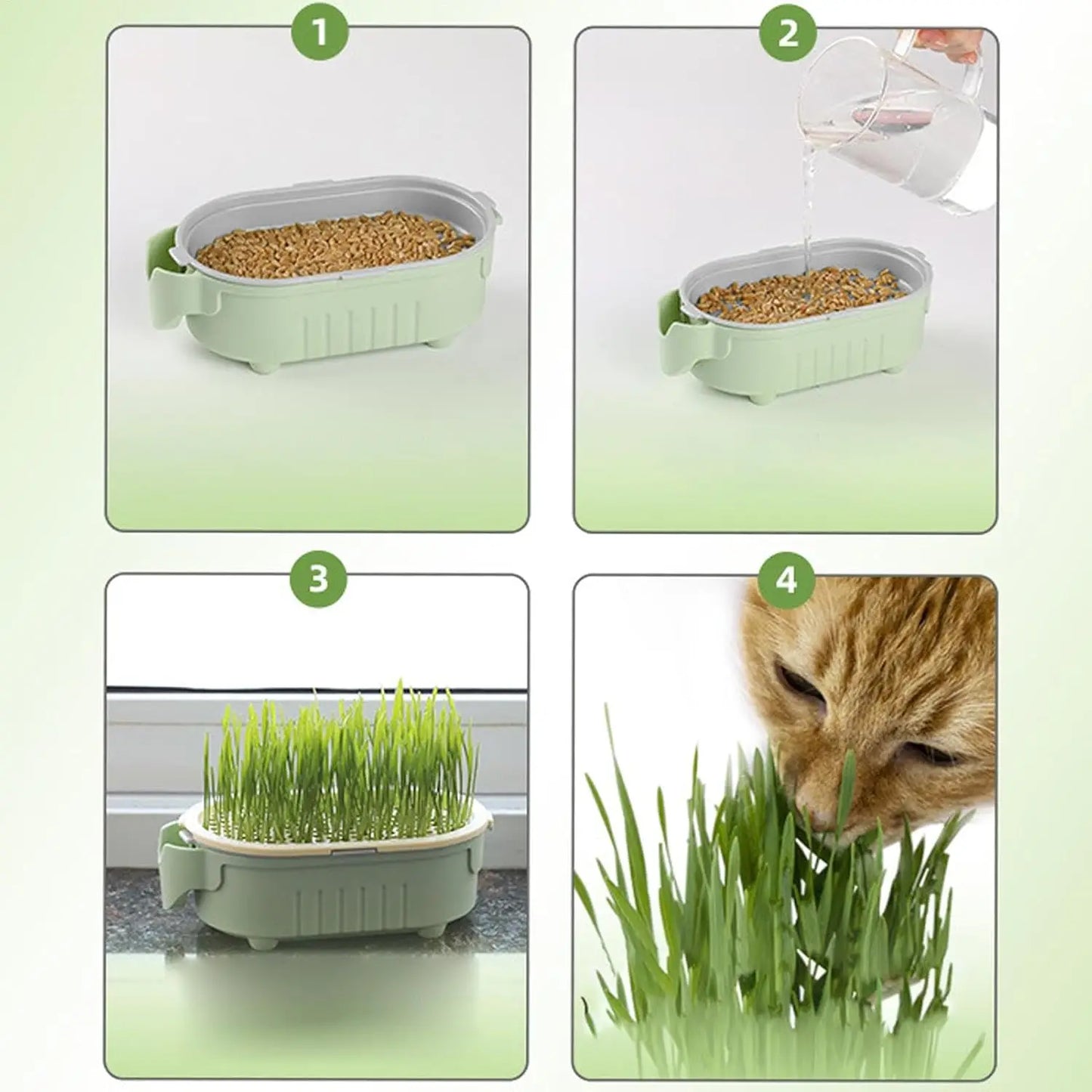 CAIXA HIDROPÔNICA DE GRAMA PARA GATOS