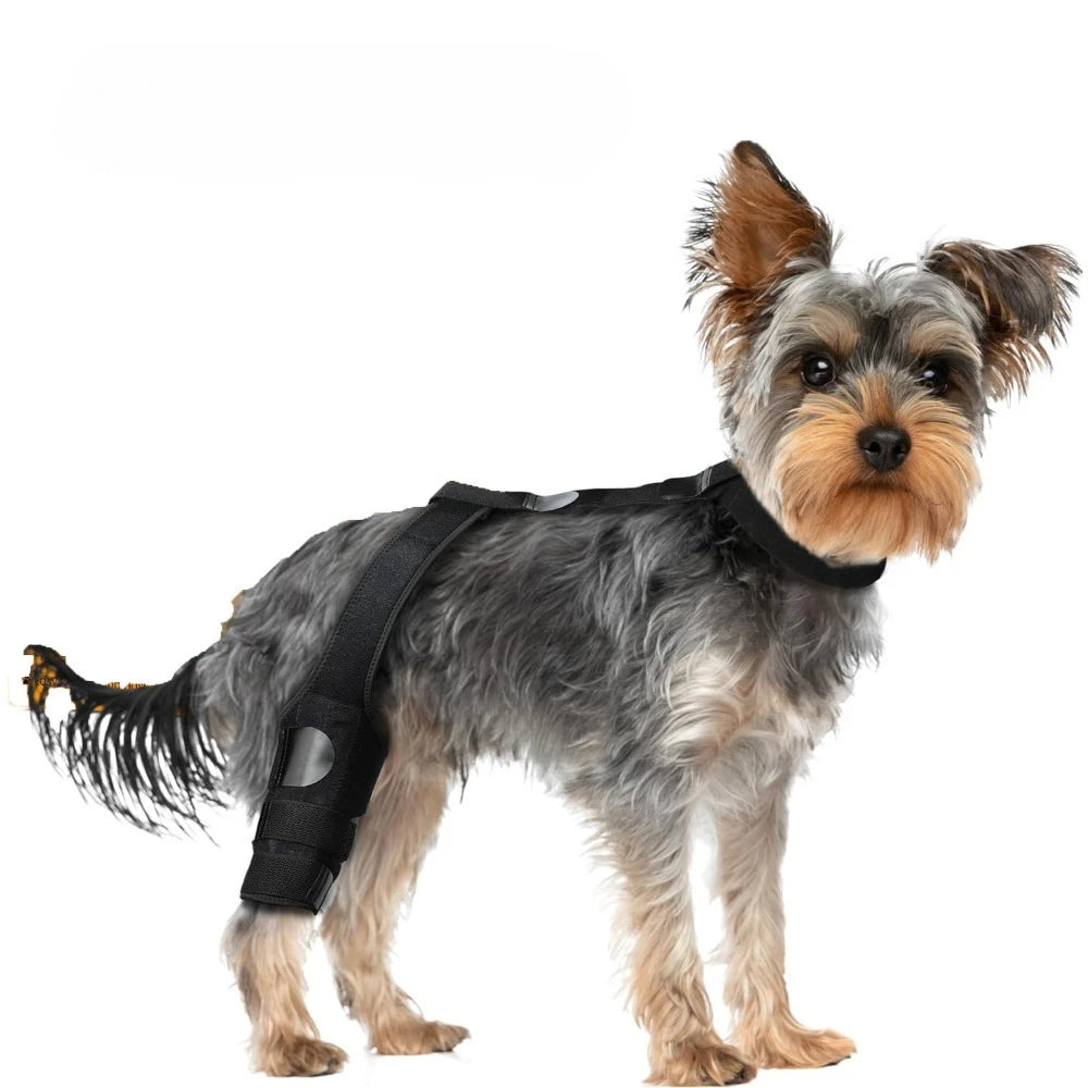 JOELHEIRAS COM SUPORTE PARA CÃES