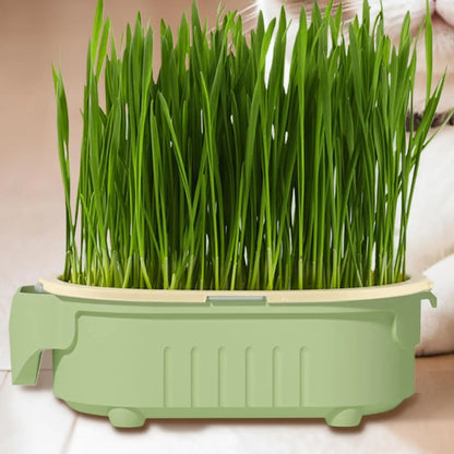 CAIXA HIDROPÔNICA DE GRAMA PARA GATOS