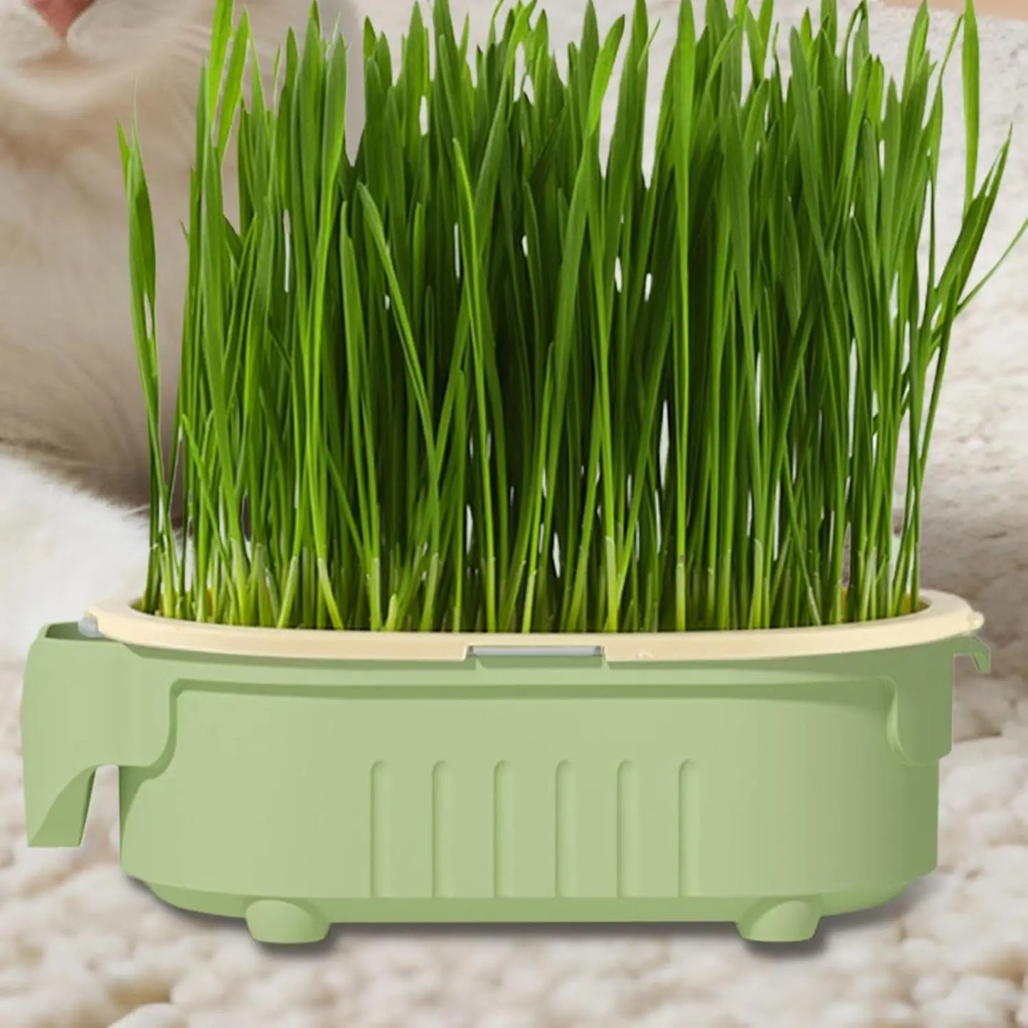 CAIXA HIDROPÔNICA DE GRAMA PARA GATOS