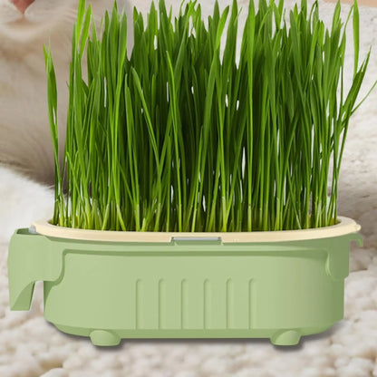 CAIXA HIDROPÔNICA DE GRAMA PARA GATOS